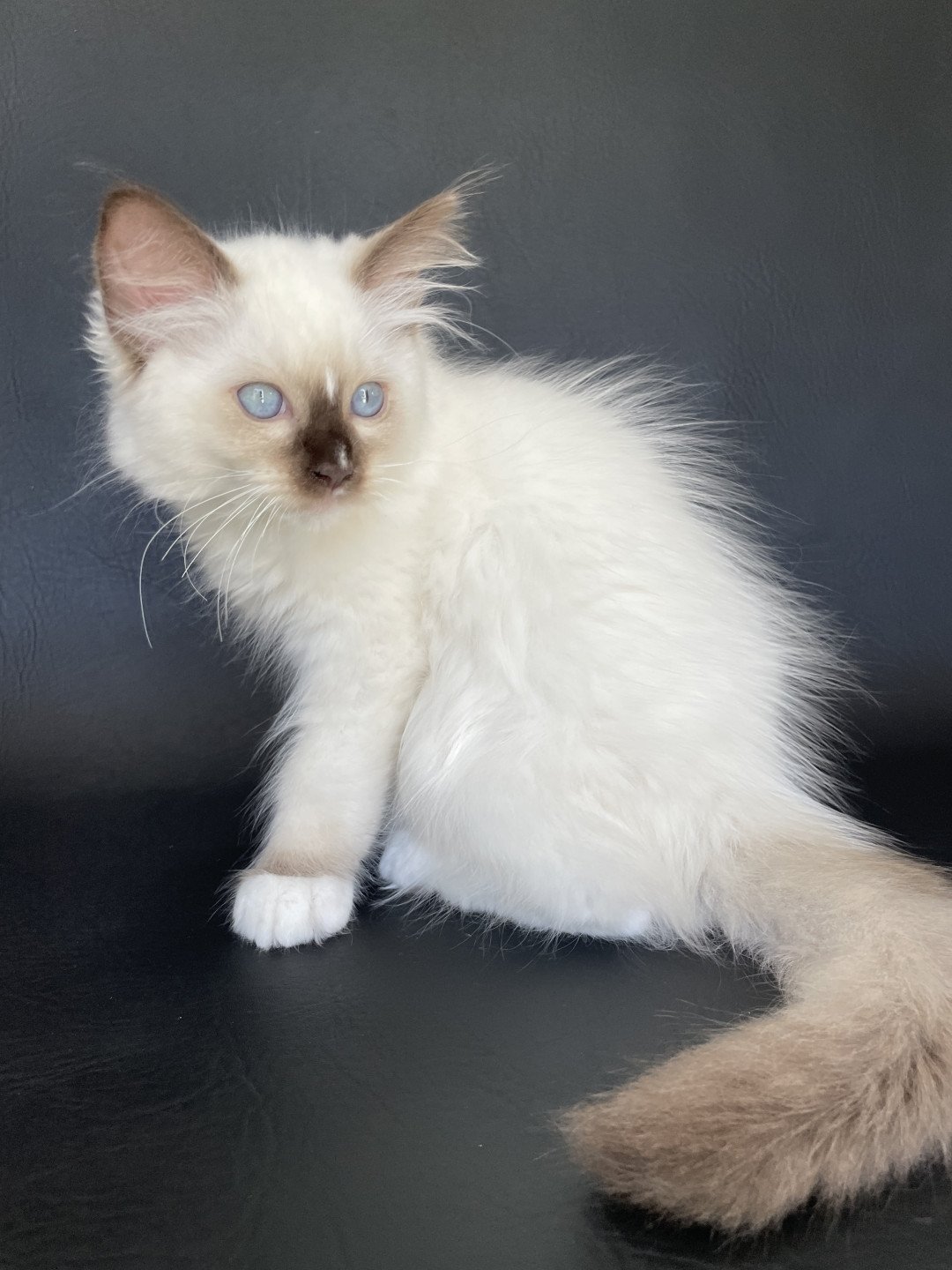 chaton Ragdoll chocolate point mitted Sully Les Ragdolls de la Croisette