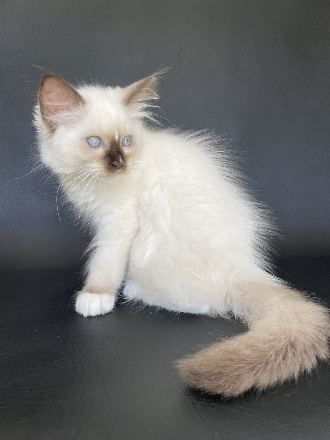 chaton Ragdoll chocolate point mitted Sully Les Ragdolls de la Croisette