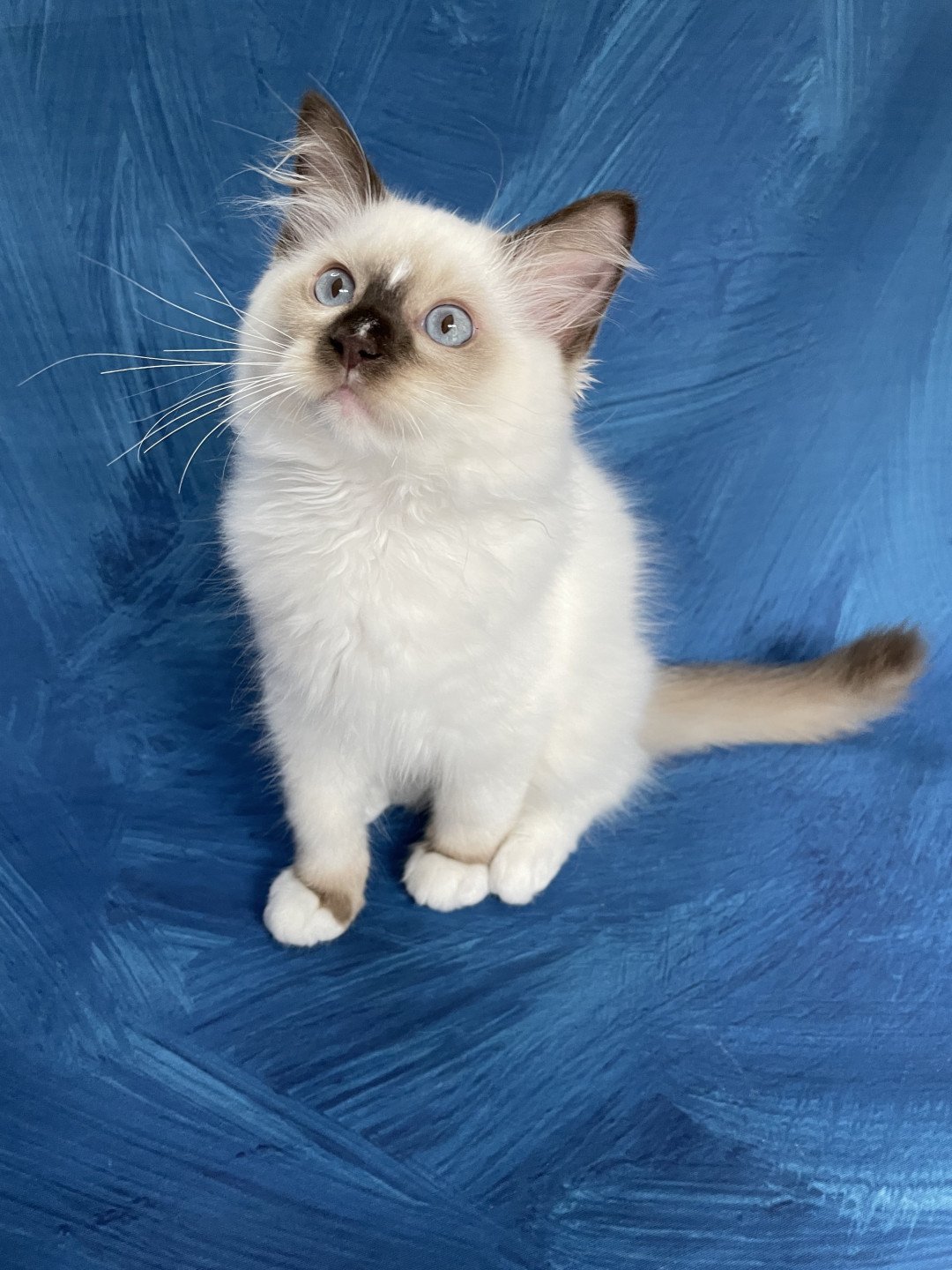 chaton Ragdoll chocolate point mitted Sully Les Ragdolls de la Croisette