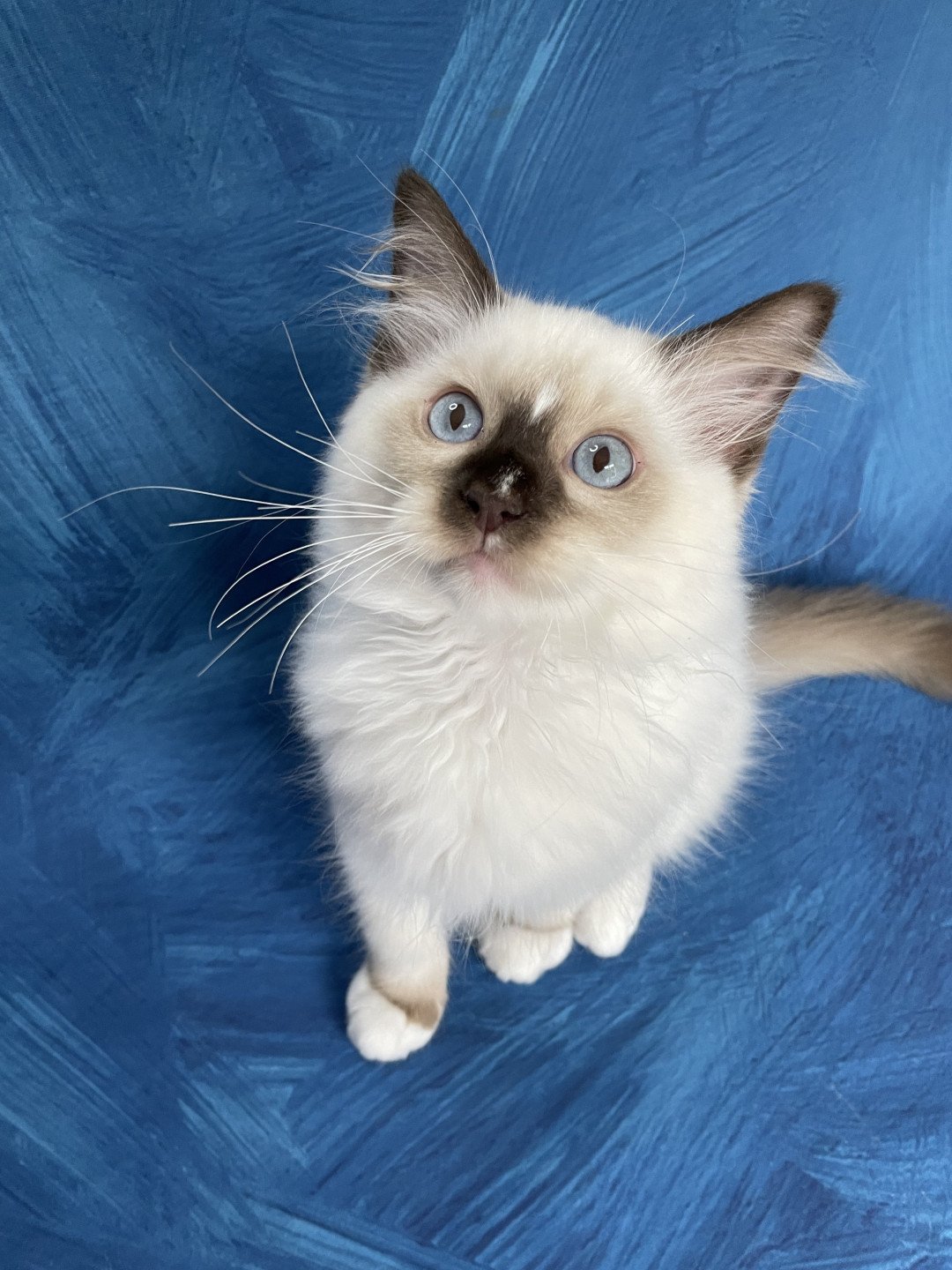 chaton Ragdoll chocolate point mitted Sully Les Ragdolls de la Croisette