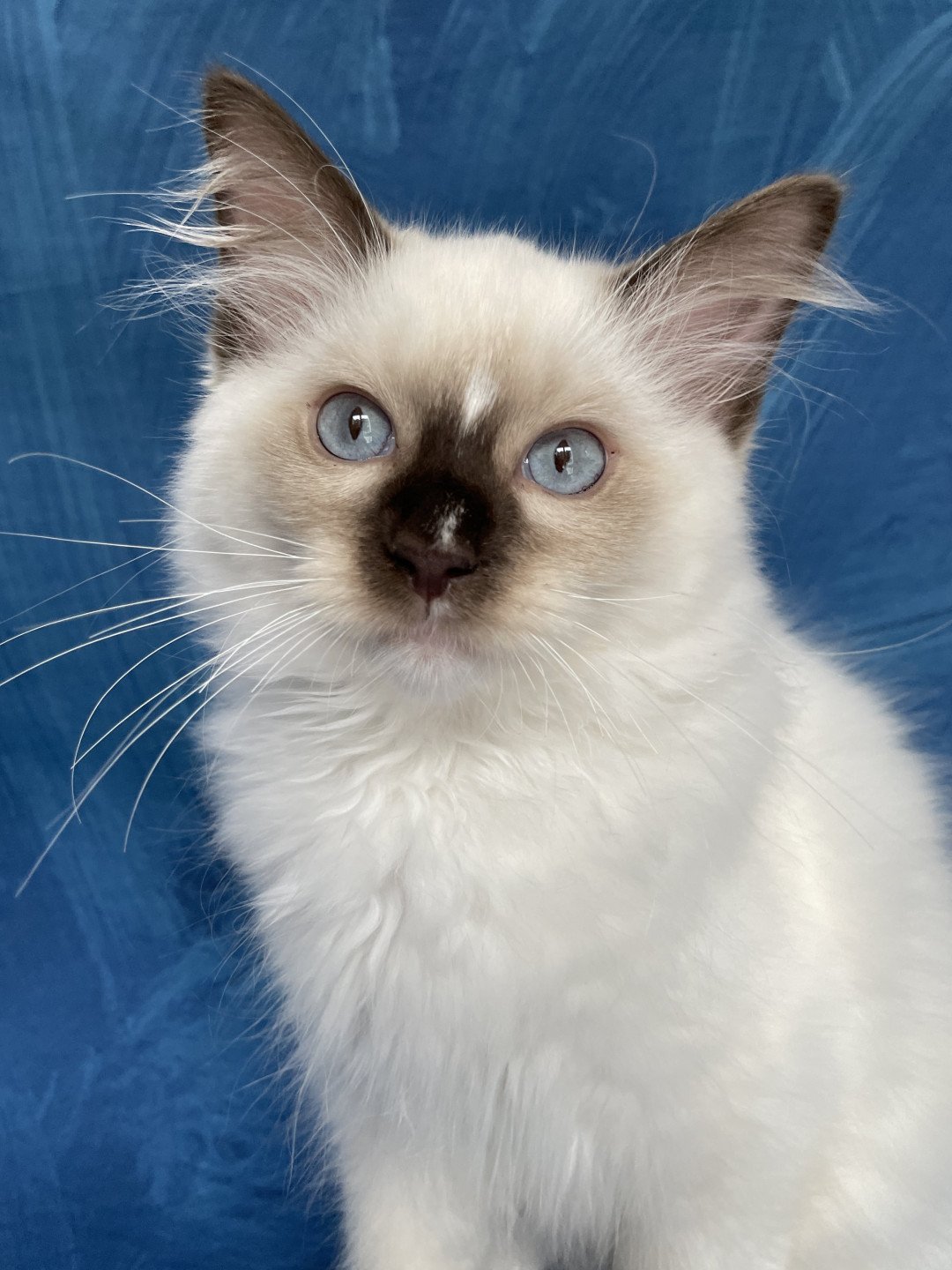chaton Ragdoll chocolate point mitted Sully Les Ragdolls de la Croisette