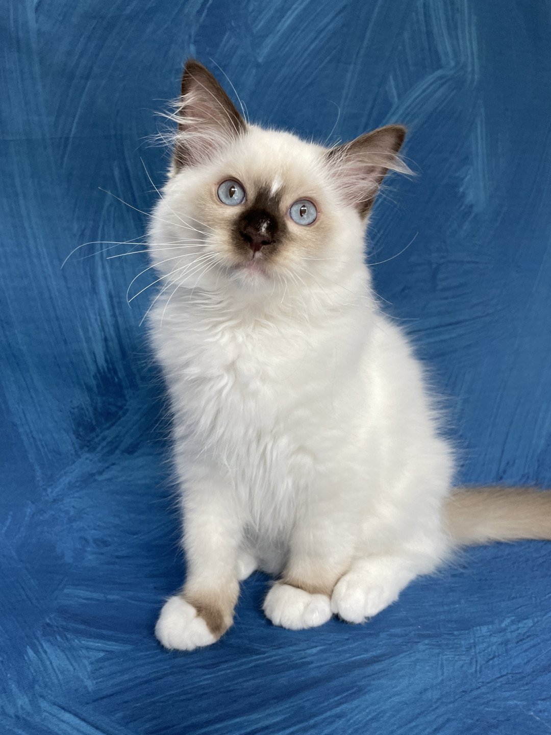 chaton Ragdoll chocolate point mitted Sully Les Ragdolls de la Croisette