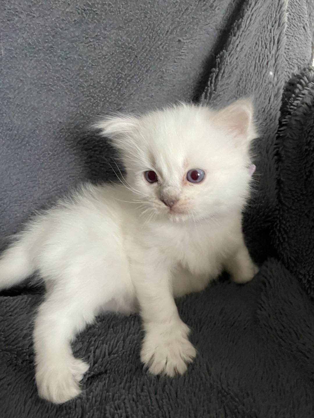 chaton Ragdoll violet Les Ragdolls de la Croisette