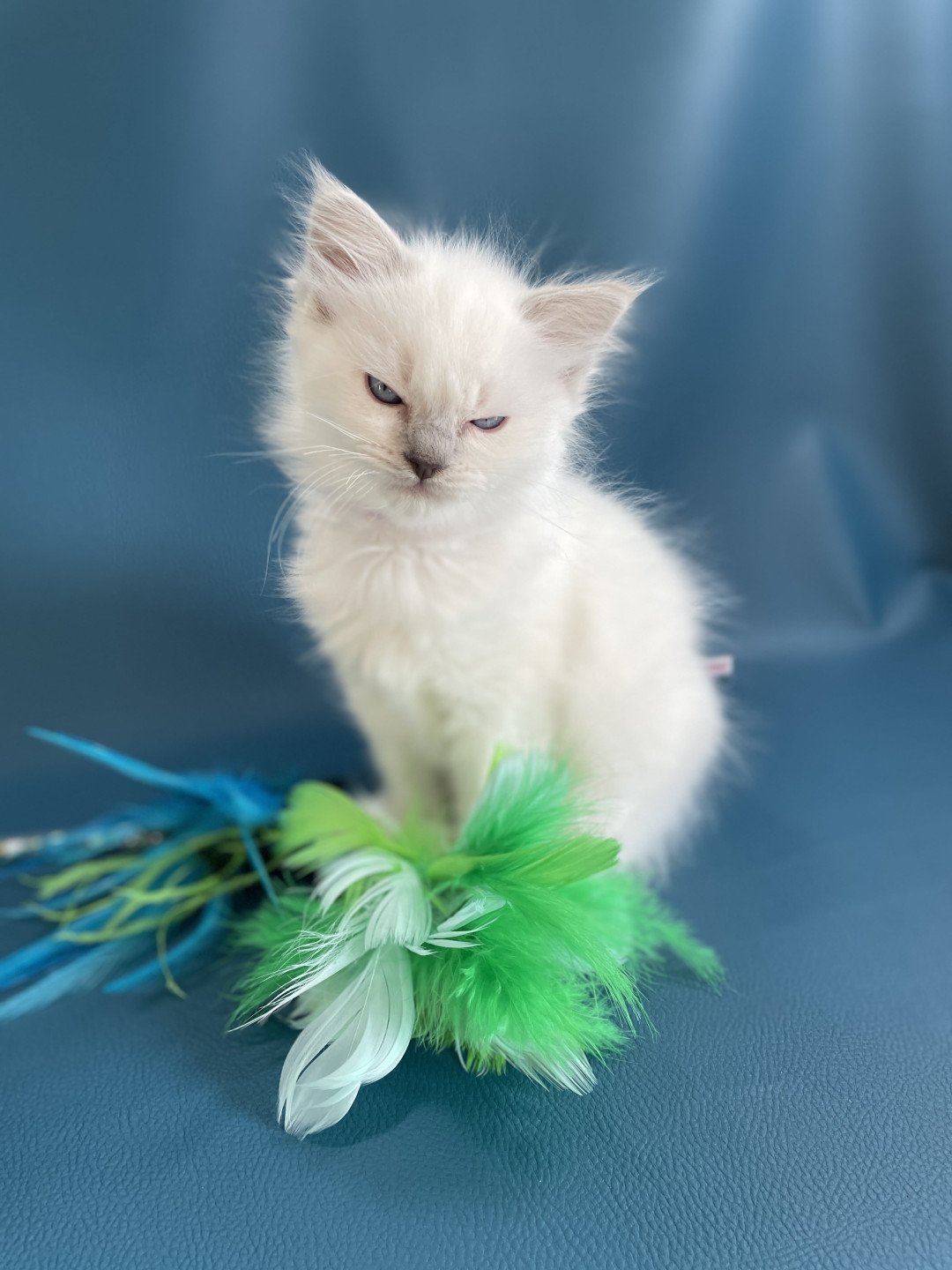 chaton Ragdoll violet Les Ragdolls de la Croisette