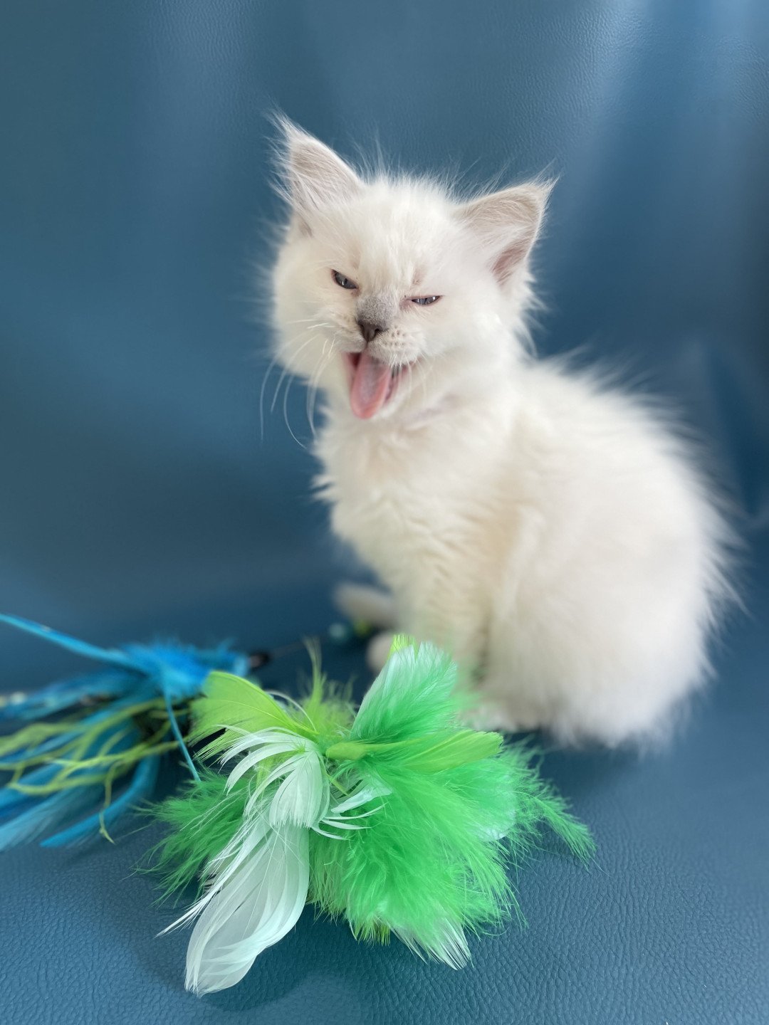chaton Ragdoll violet Les Ragdolls de la Croisette