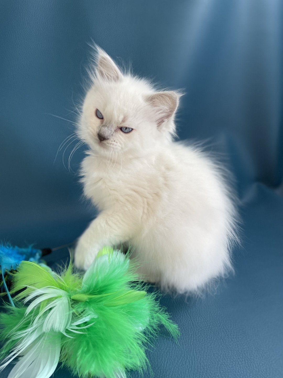 chaton Ragdoll violet Les Ragdolls de la Croisette
