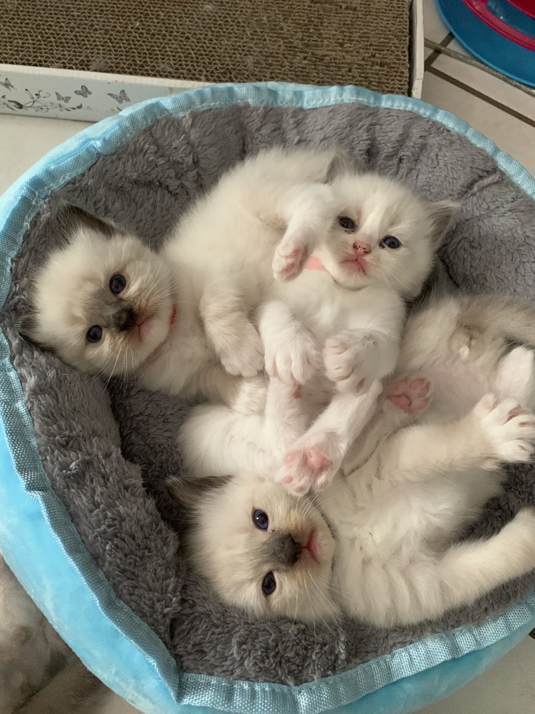 Chaton Ragdoll C - O'Lice ❤ Oust 2020 Les Ragdolls de la Croisette