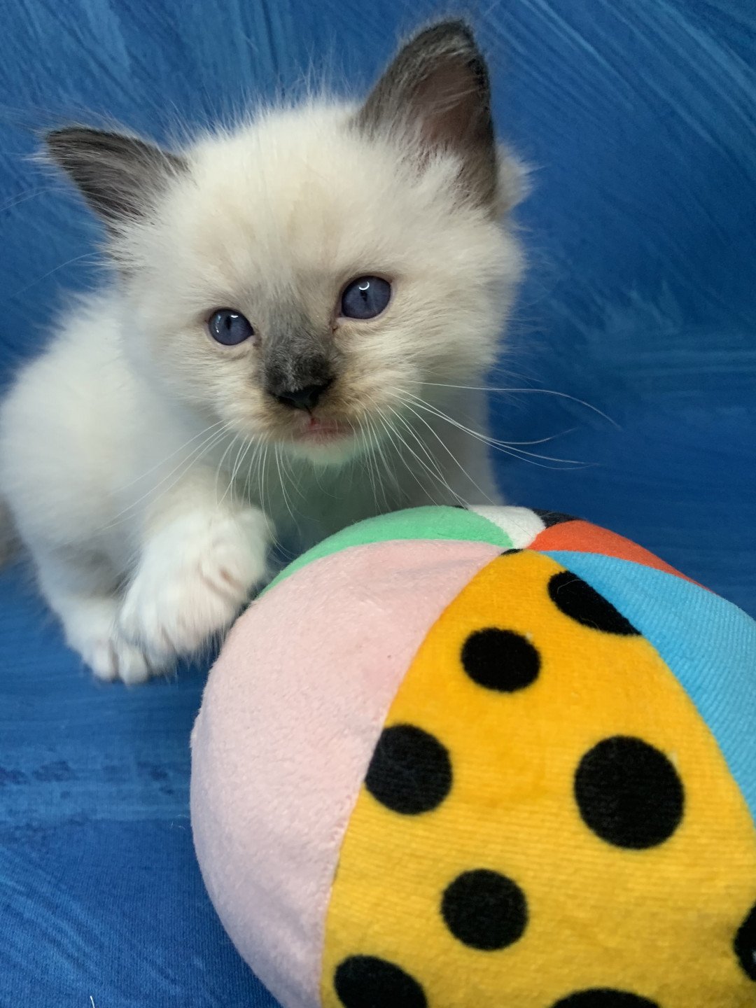 Chaton Ragdoll C - O'Lice ❤ Oust 2020 Les Ragdolls de la Croisette