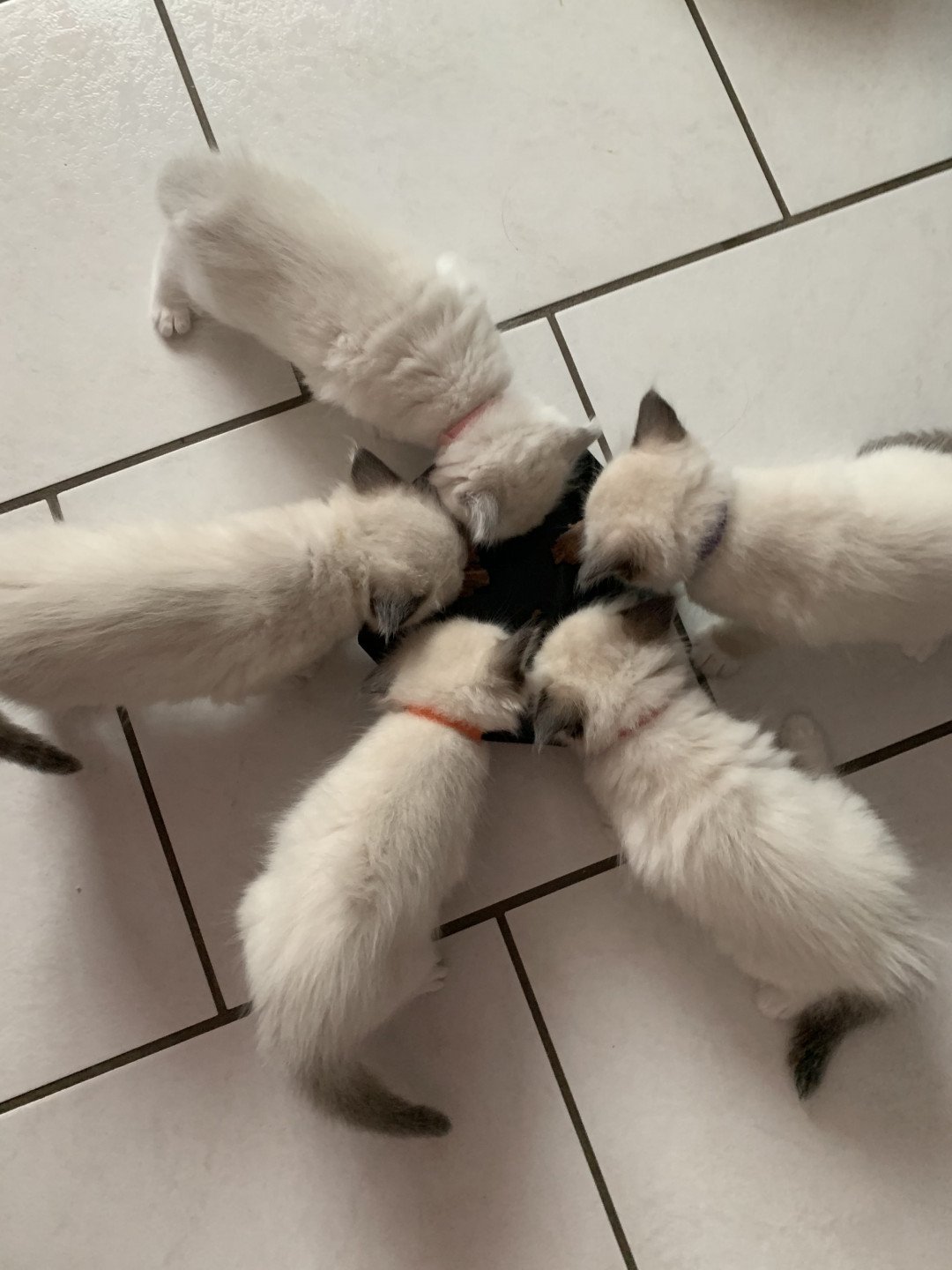 Chaton Ragdoll C - O'Lice ❤ Oust 2020 Les Ragdolls de la Croisette