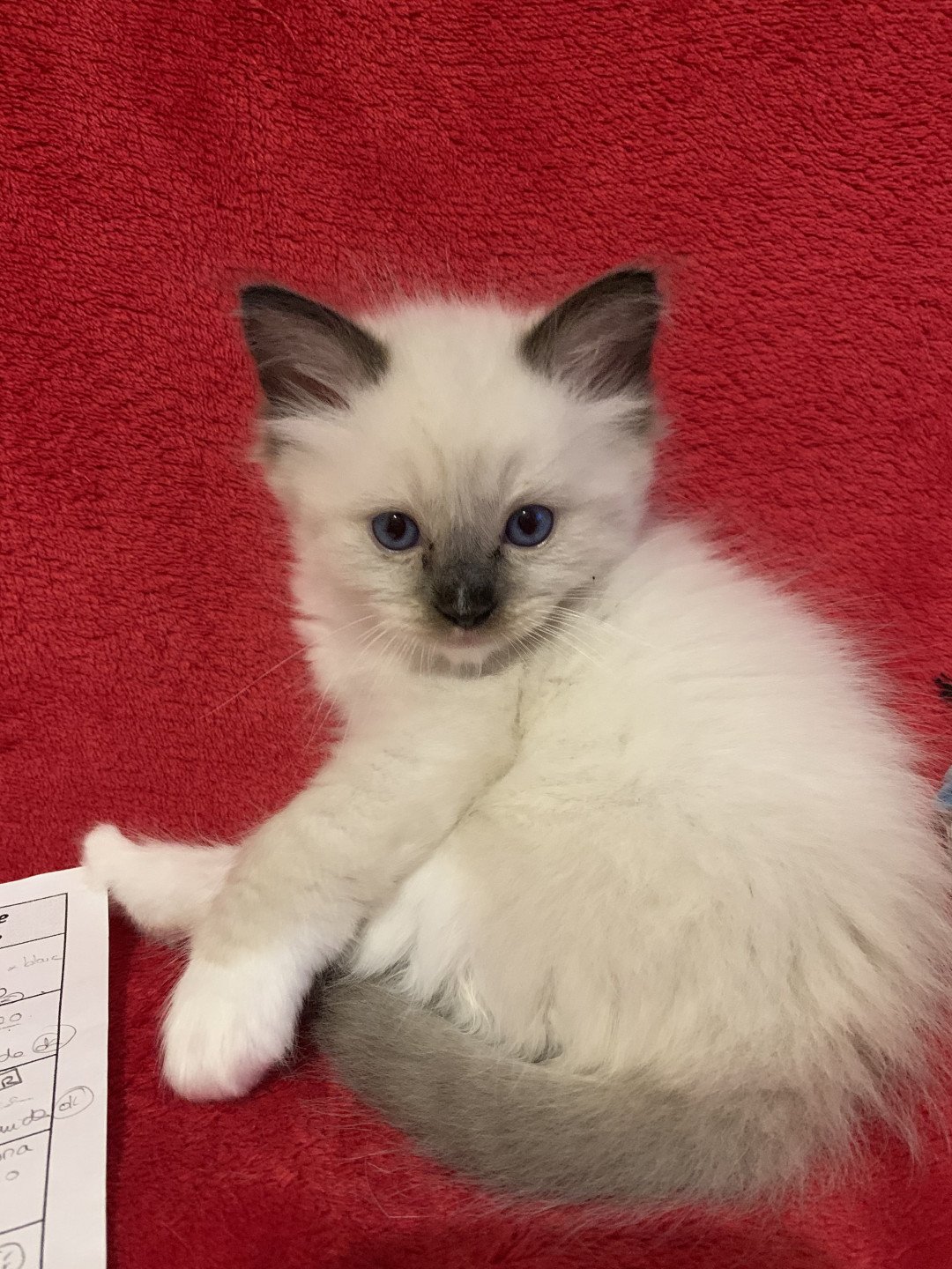 Chaton Ragdoll C - O'Lice ❤ Oust 2020 Les Ragdolls de la Croisette