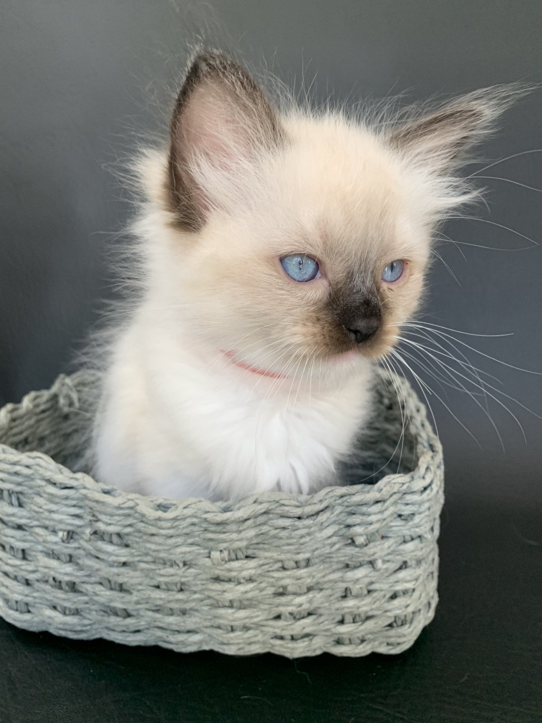 Chaton Ragdoll C - O'Lice ❤ Oust 2020 Les Ragdolls de la Croisette