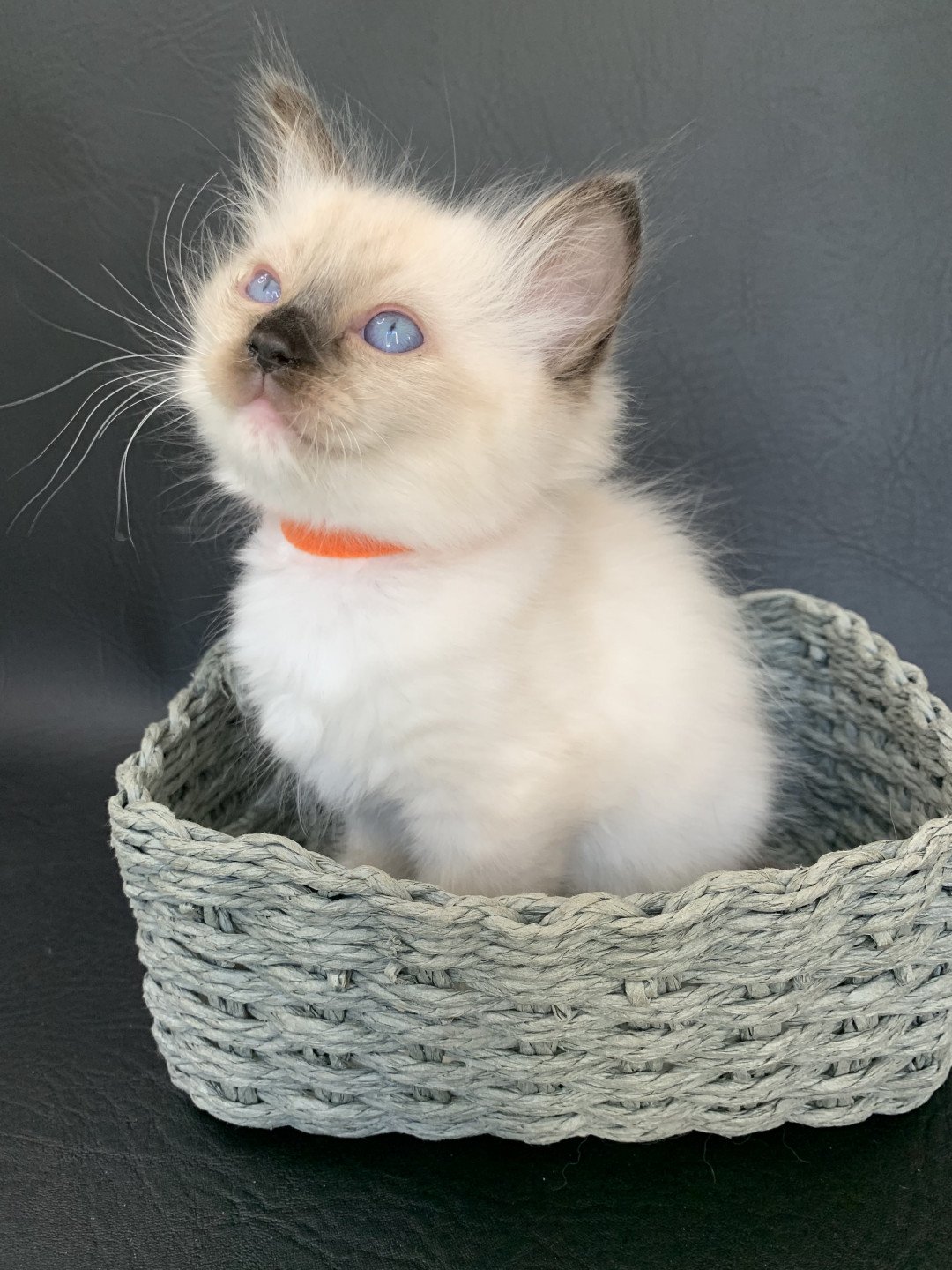 Chaton Ragdoll C - O'Lice ❤ Oust 2020 Les Ragdolls de la Croisette
