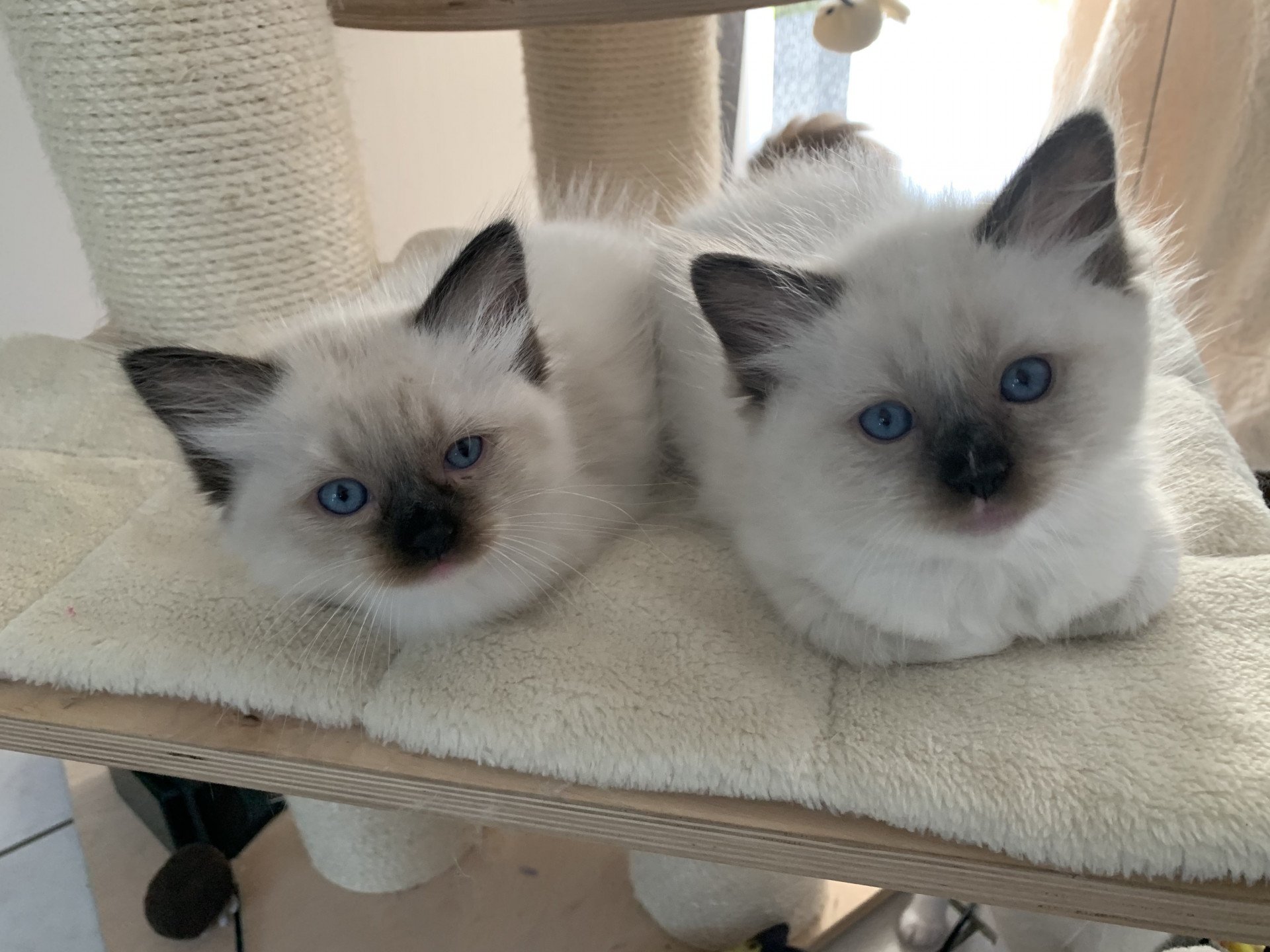 Chaton Ragdoll C - O'Lice ❤ Oust 2020 Les Ragdolls de la Croisette