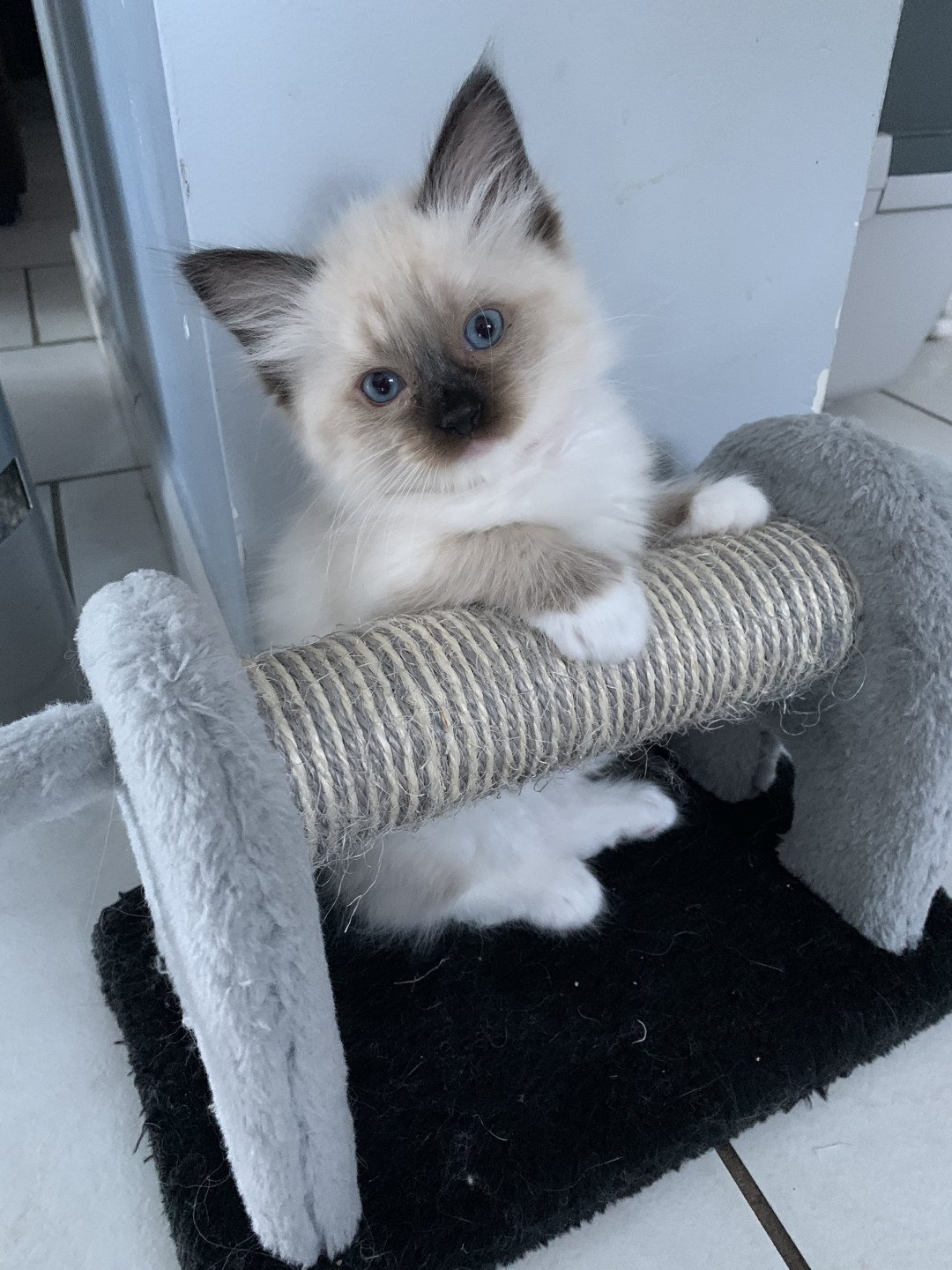 Chaton Ragdoll C - O'Lice ❤ Oust 2020 Les Ragdolls de la Croisette