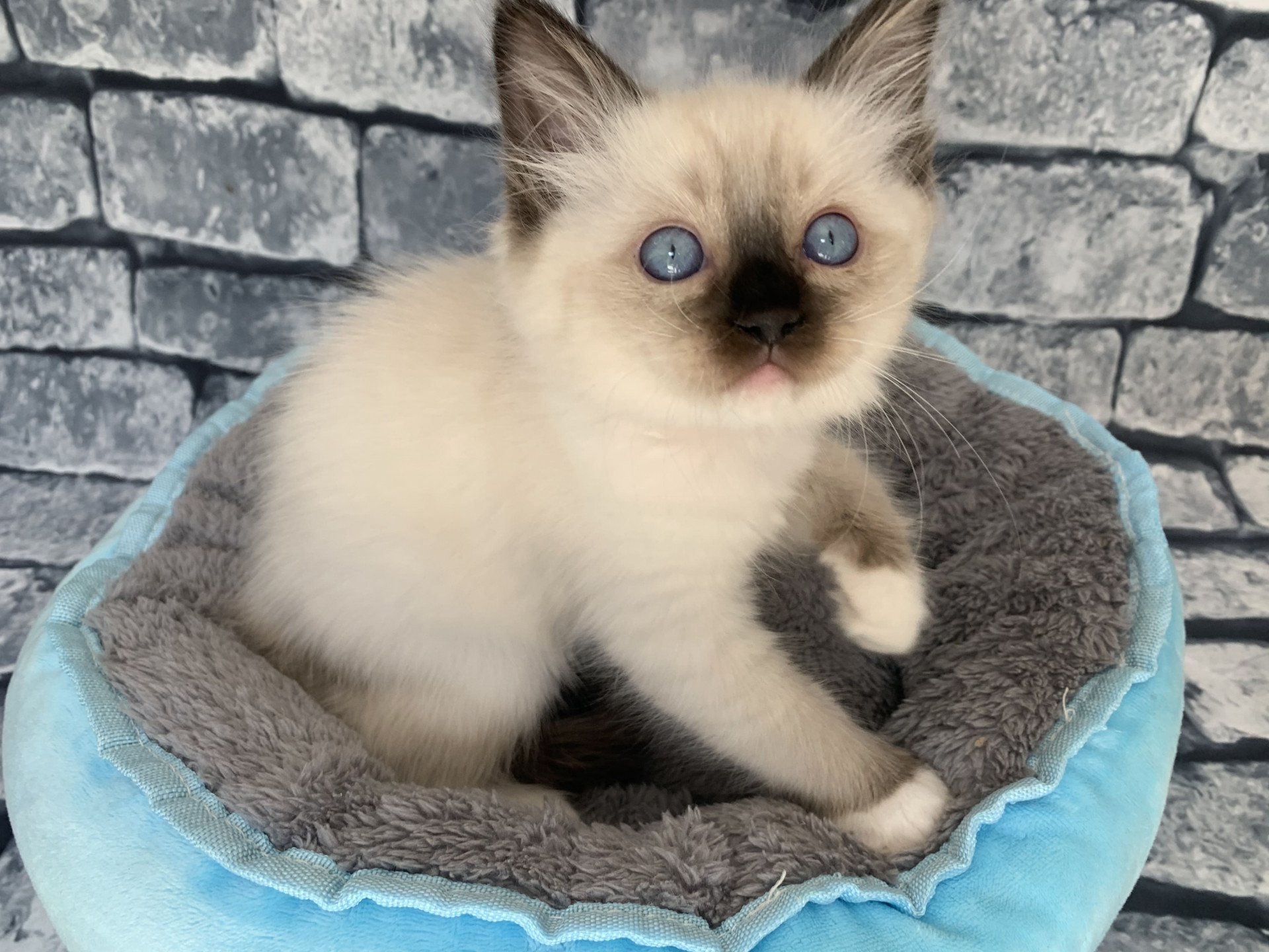 Chaton Ragdoll C - O'Lice ❤ Oust 2020 Les Ragdolls de la Croisette