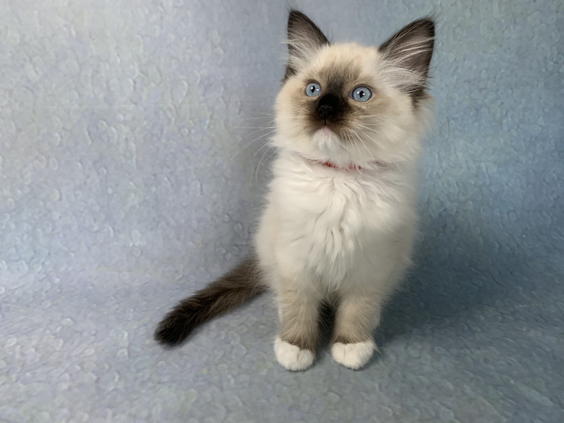 Chaton Ragdoll C - O'Lice ❤ Oust 2020 Les Ragdolls de la Croisette