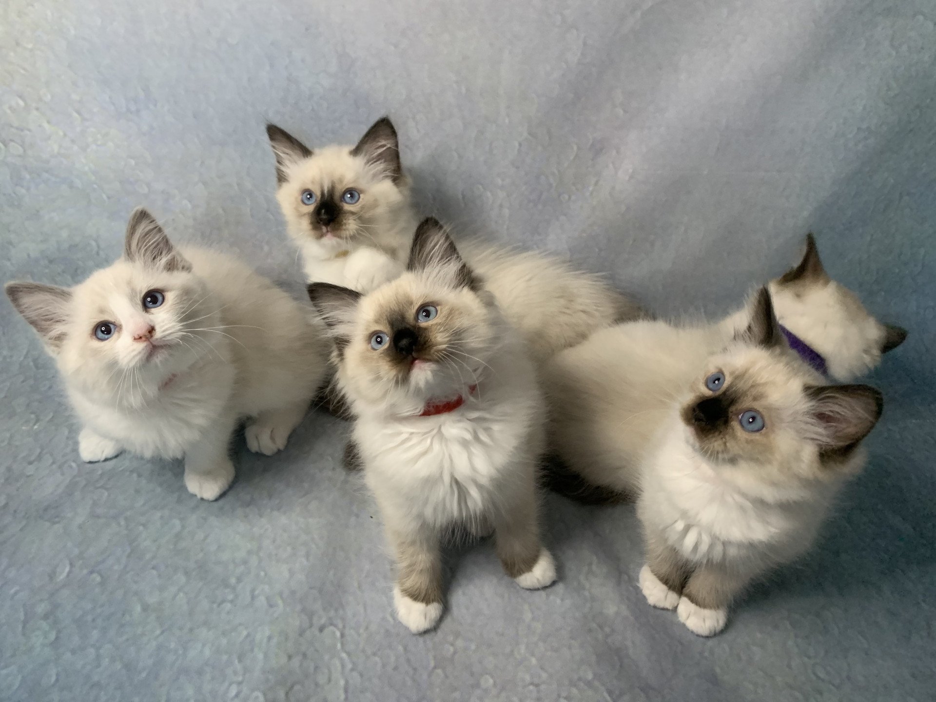 Chaton Ragdoll C - O'Lice ❤ Oust 2020 Les Ragdolls de la Croisette