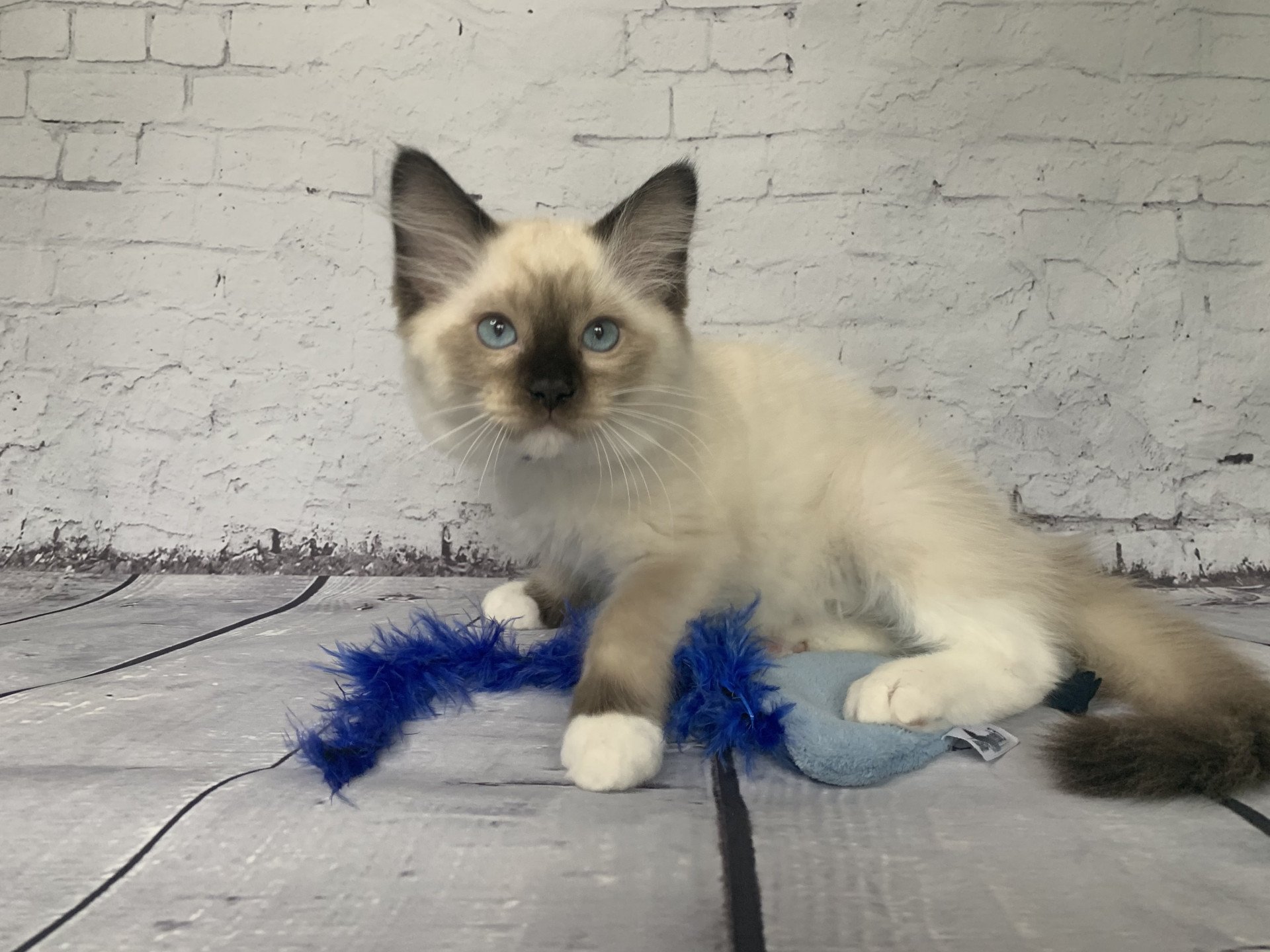Chaton Ragdoll C - O'Lice ❤ Oust 2020 Les Ragdolls de la Croisette