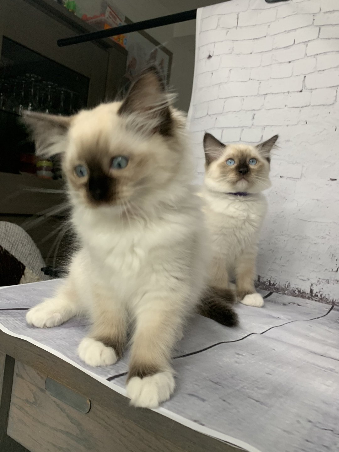 Chaton Ragdoll C - O'Lice ❤ Oust 2020 Les Ragdolls de la Croisette