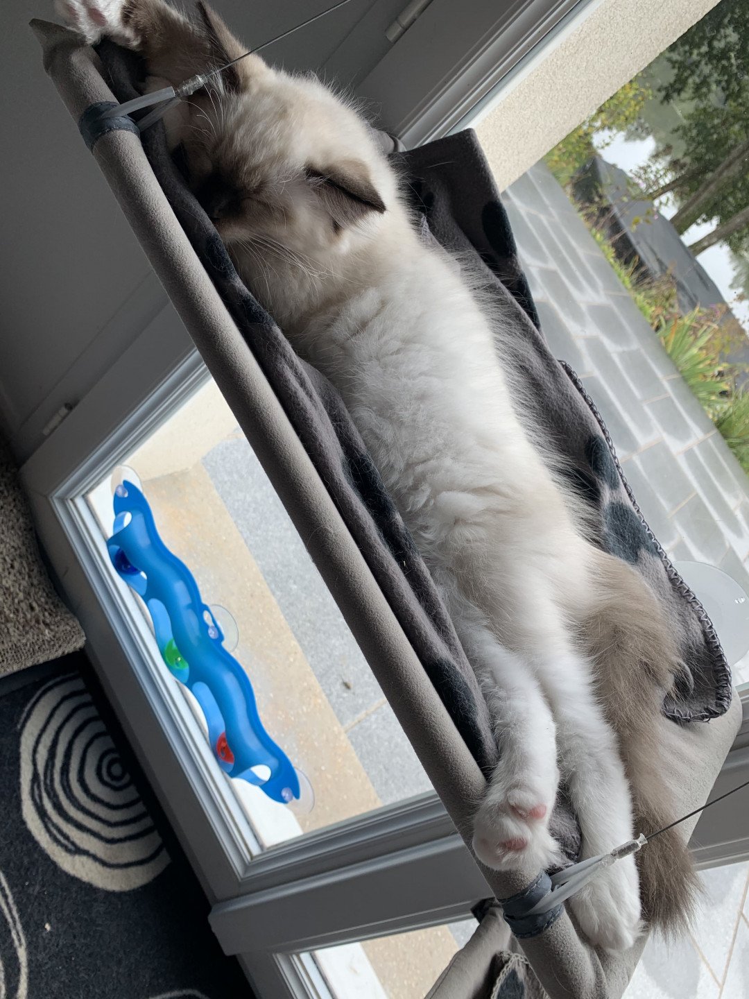 Chaton Ragdoll C - O'Lice ❤ Oust 2020 Les Ragdolls de la Croisette