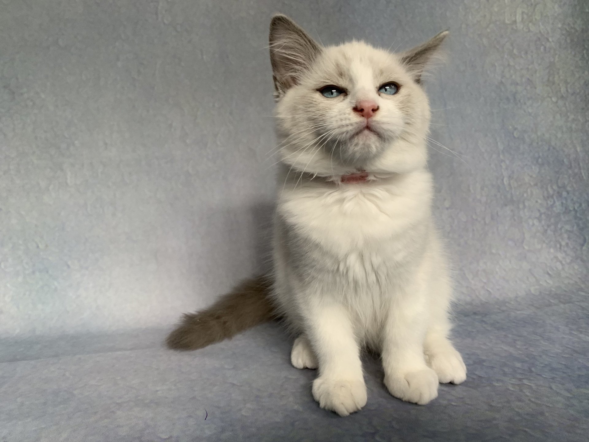 Chaton Ragdoll C - O'Lice ❤ Oust 2020 Les Ragdolls de la Croisette