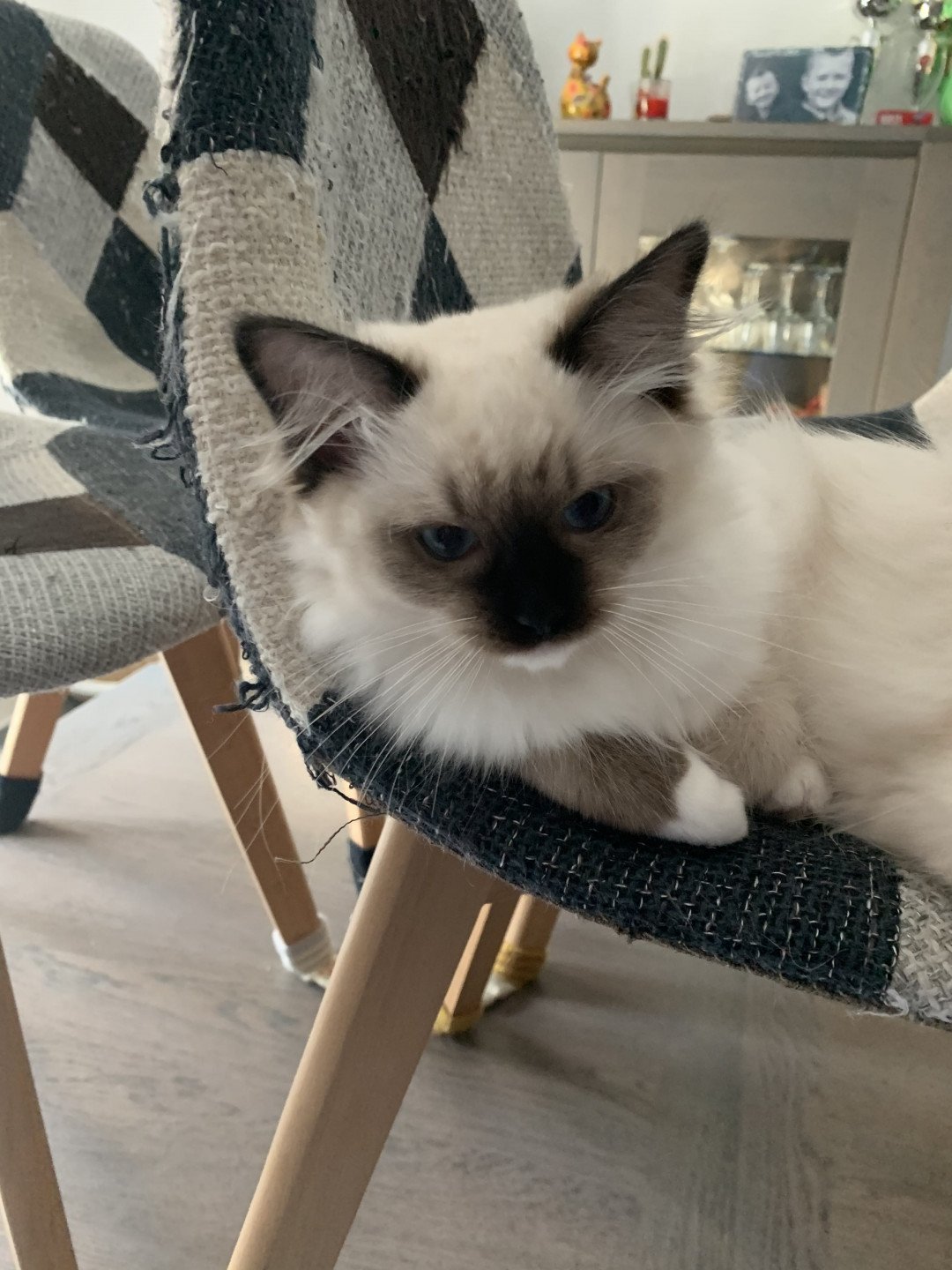 Chaton Ragdoll C - O'Lice ❤ Oust 2020 Les Ragdolls de la Croisette