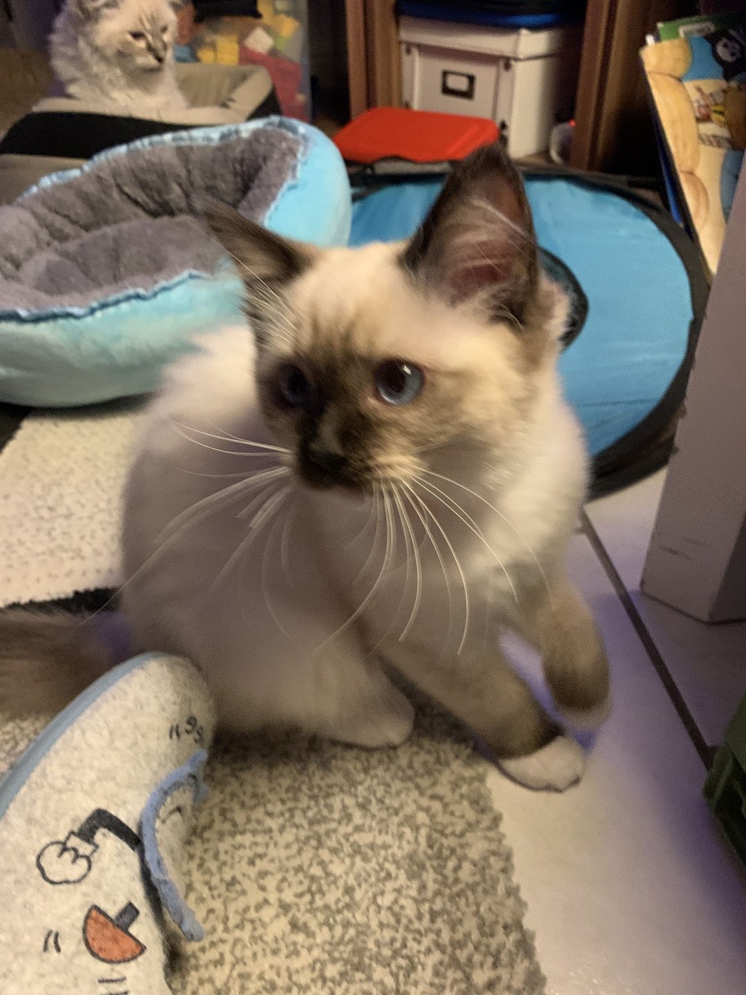 Chaton Ragdoll C - O'Lice ❤ Oust 2020 Les Ragdolls de la Croisette