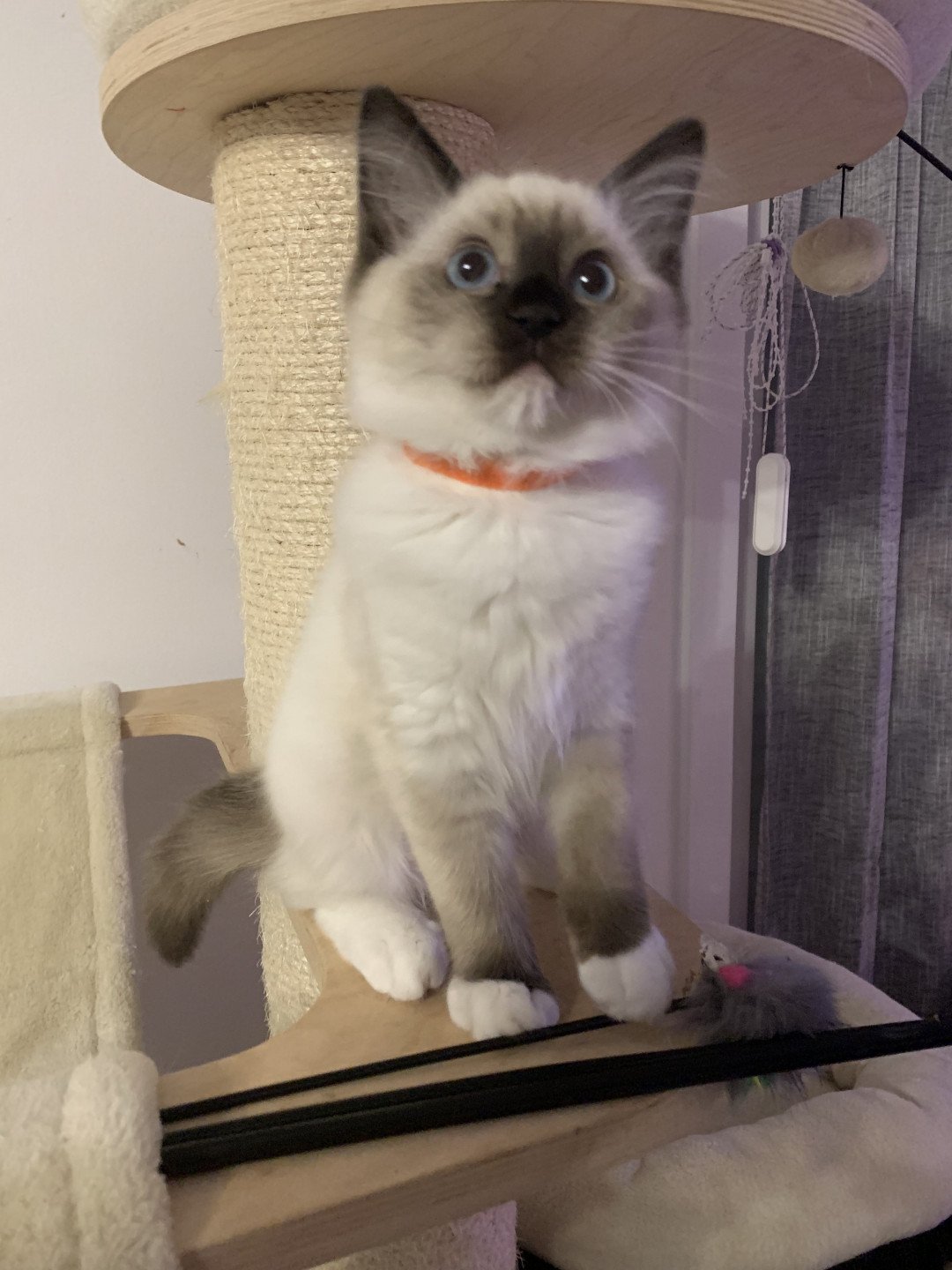 Chaton Ragdoll C - O'Lice ❤ Oust 2020 Les Ragdolls de la Croisette