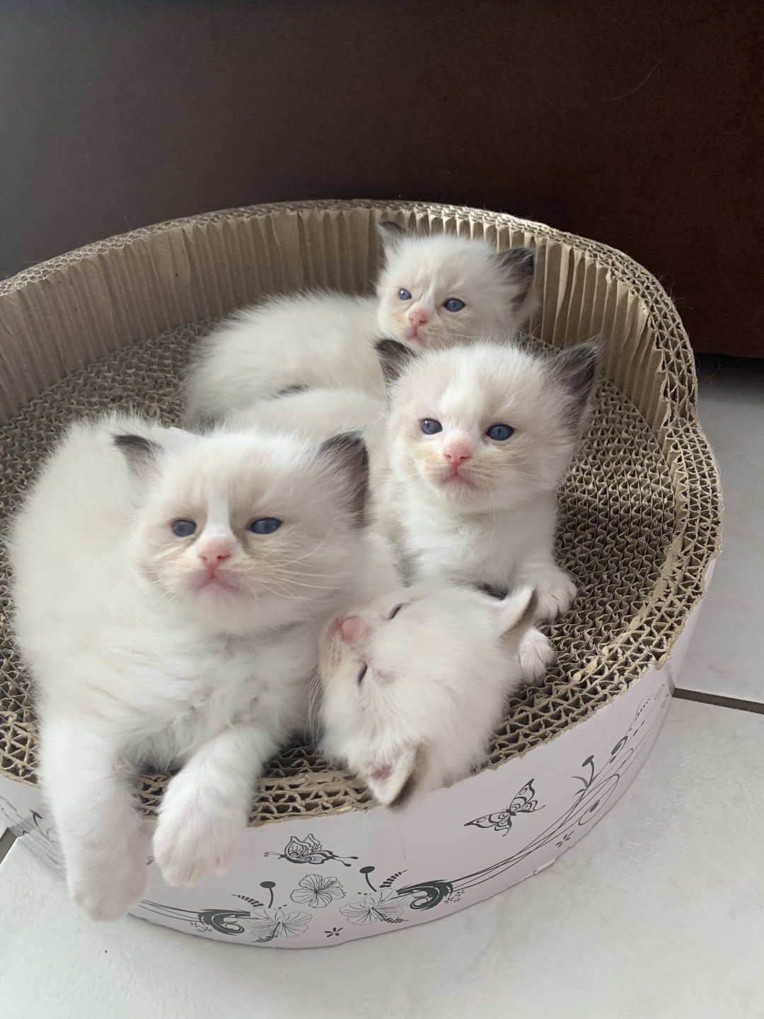 Chaton Ragdoll D - Phelia ❤ Oust 2020 Les Ragdolls de la Croisette