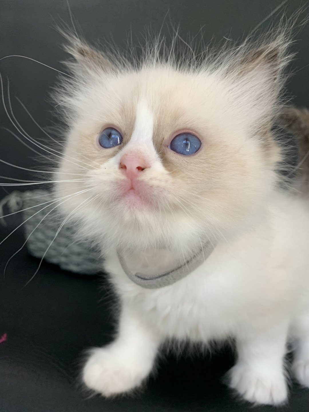 Chaton Ragdoll D - Phelia ❤ Oust 2020 Les Ragdolls de la Croisette