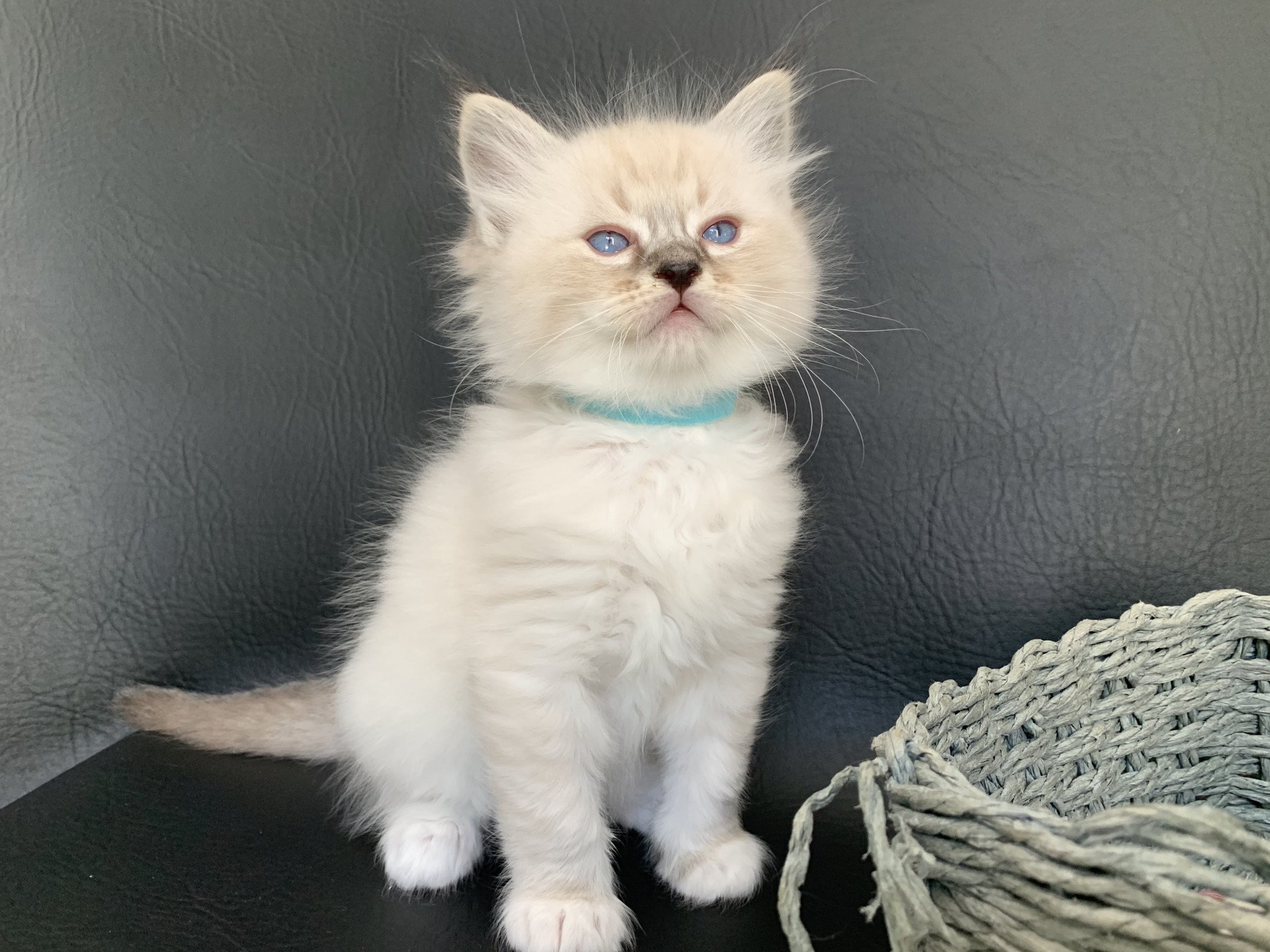 Chaton Ragdoll D - Phelia ❤ Oust 2020 Les Ragdolls de la Croisette