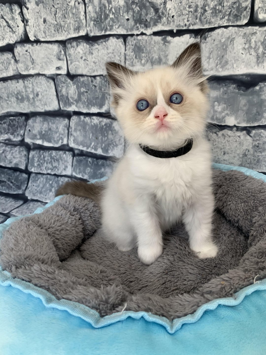 Chaton Ragdoll D - Phelia ❤ Oust 2020 Les Ragdolls de la Croisette