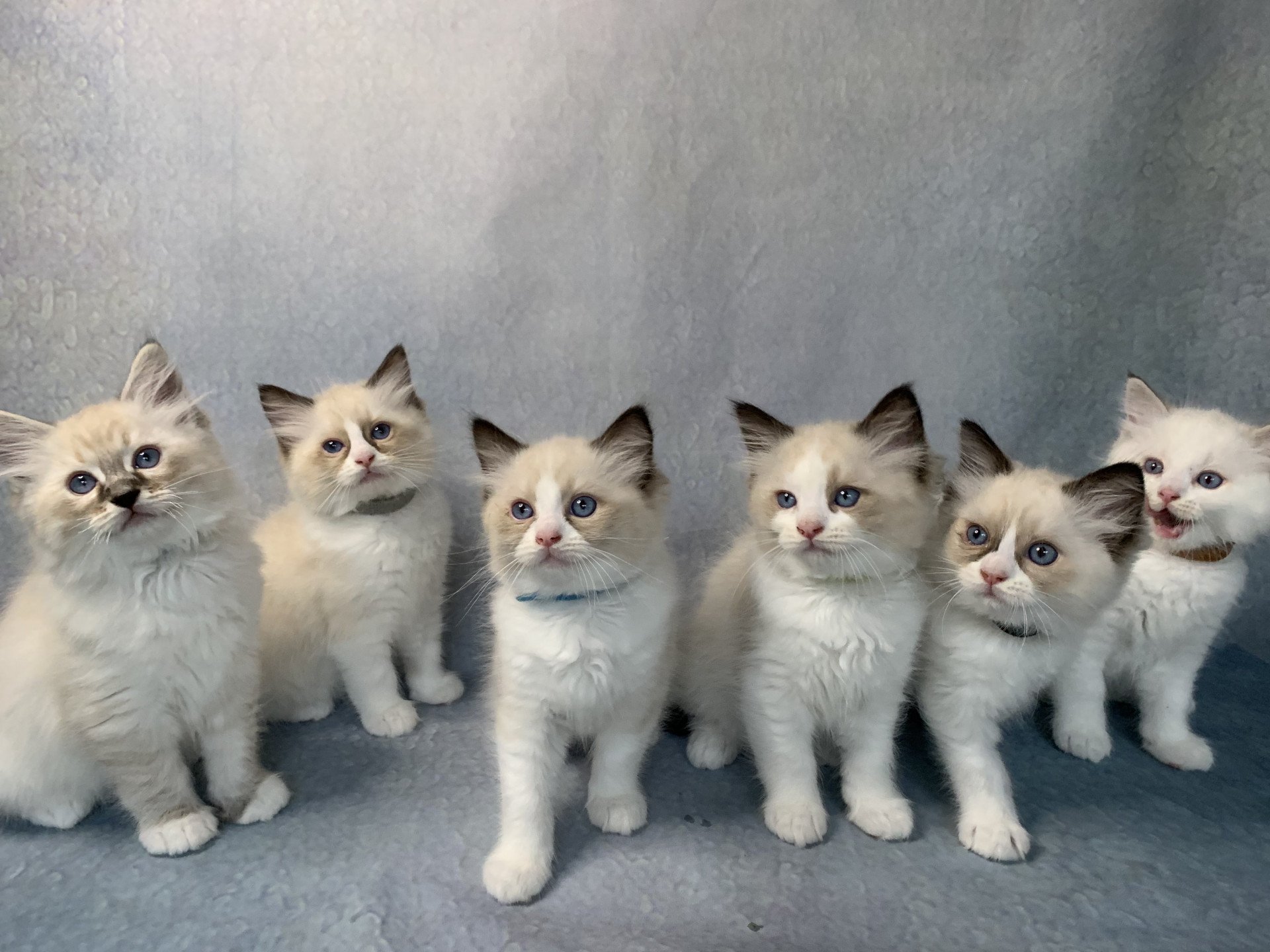 Chaton Ragdoll D - Phelia ❤ Oust 2020 Les Ragdolls de la Croisette
