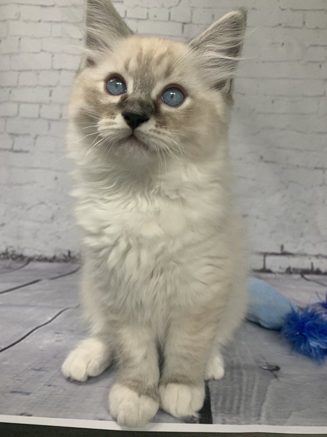 Chaton Ragdoll D - Phelia ❤ Oust 2020 Les Ragdolls de la Croisette