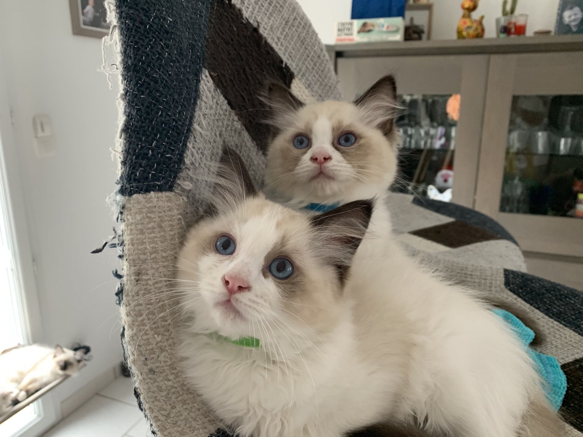 Chaton Ragdoll D - Phelia ❤ Oust 2020 Les Ragdolls de la Croisette