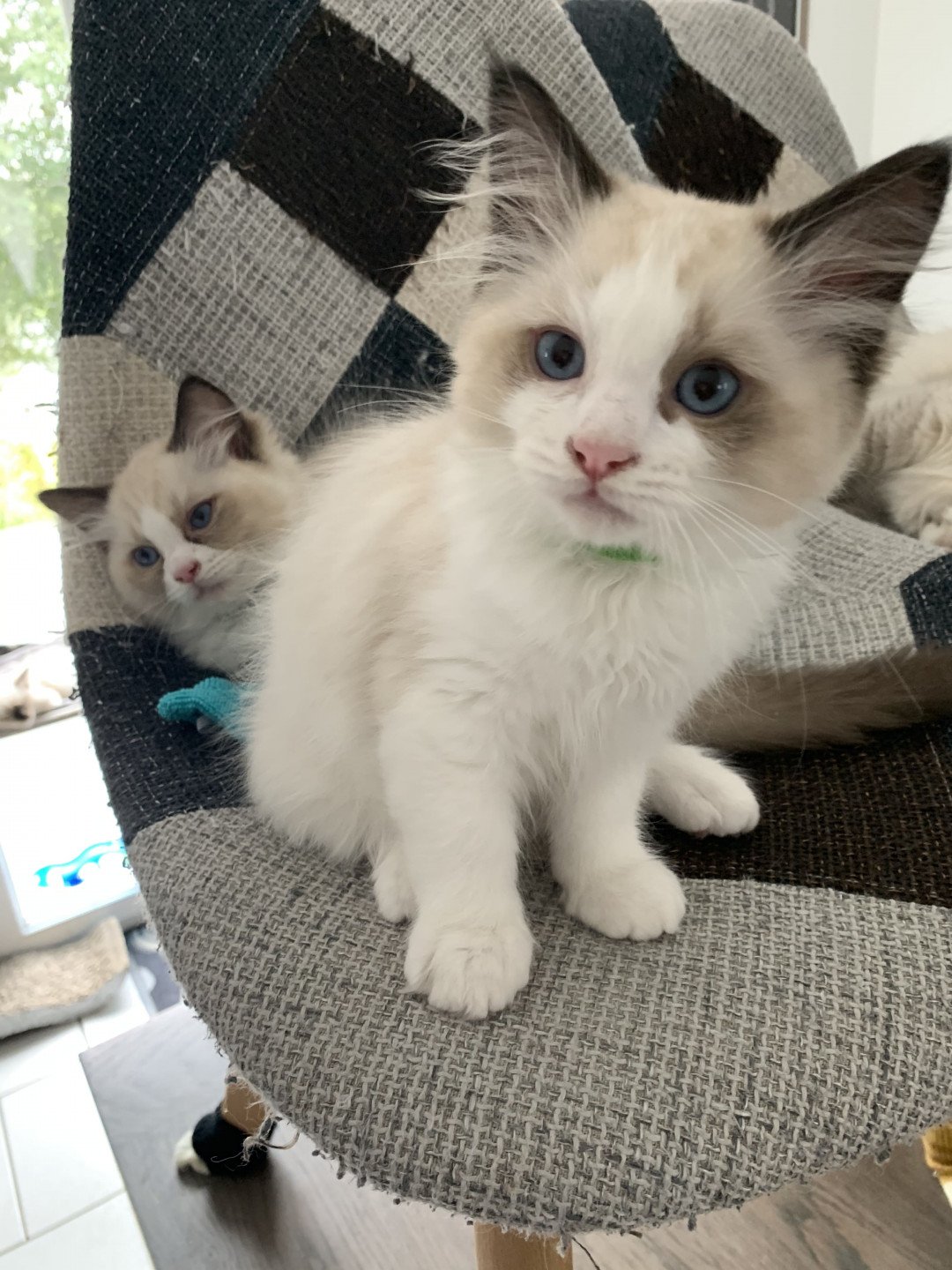 Chaton Ragdoll D - Phelia ❤ Oust 2020 Les Ragdolls de la Croisette