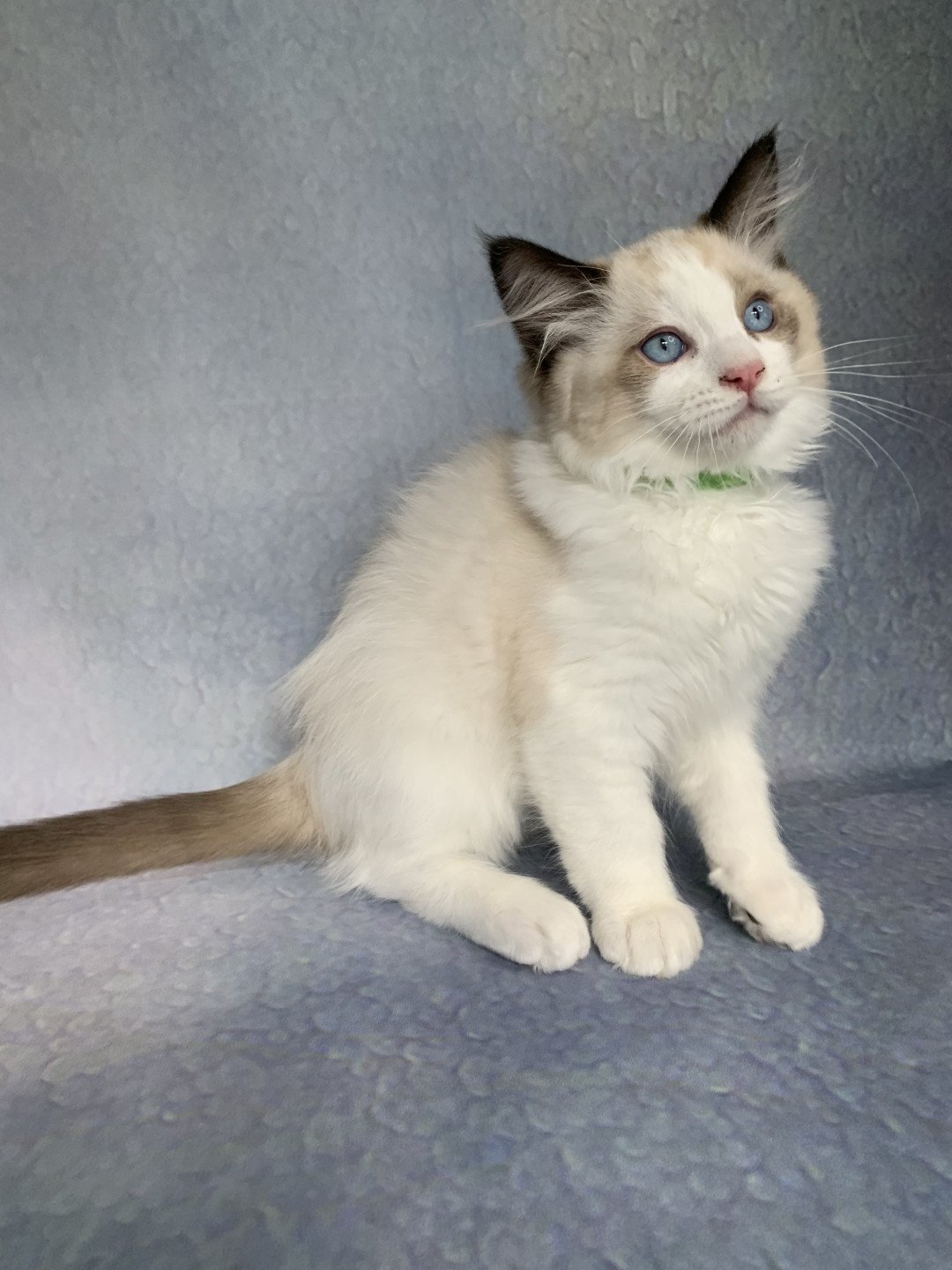 Chaton Ragdoll D - Phelia ❤ Oust 2020 Les Ragdolls de la Croisette