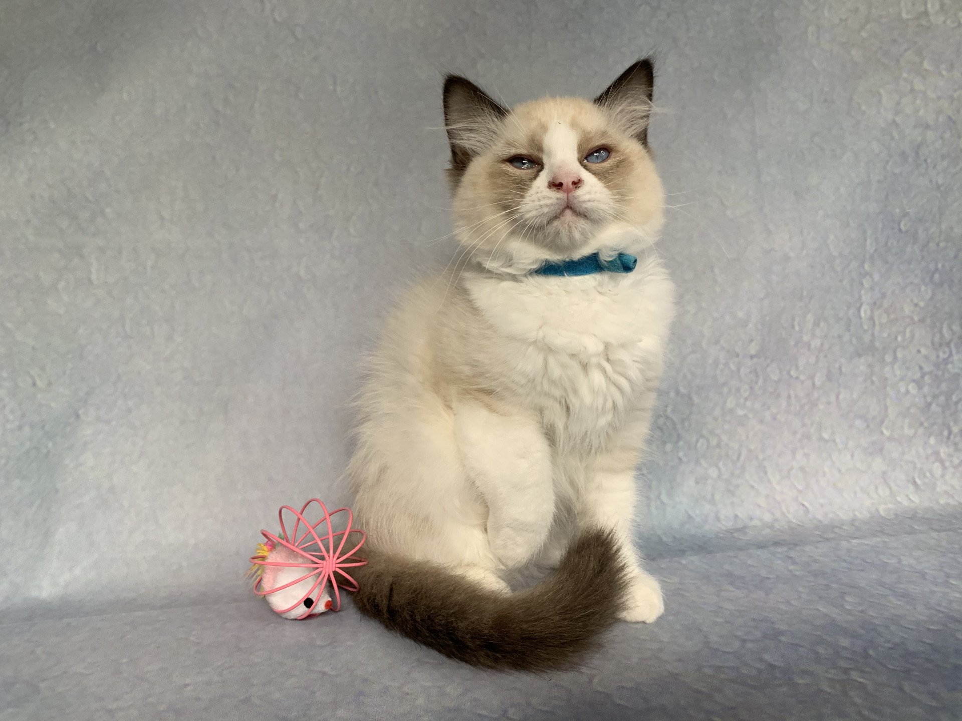 Chaton Ragdoll D - Phelia ❤ Oust 2020 Les Ragdolls de la Croisette