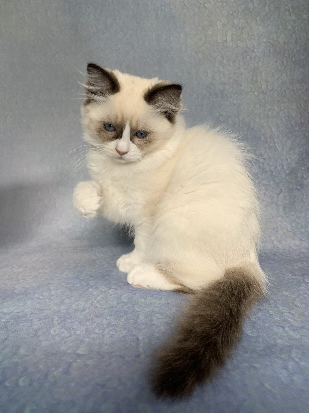Chaton Ragdoll D - Phelia ❤ Oust 2020 Les Ragdolls de la Croisette