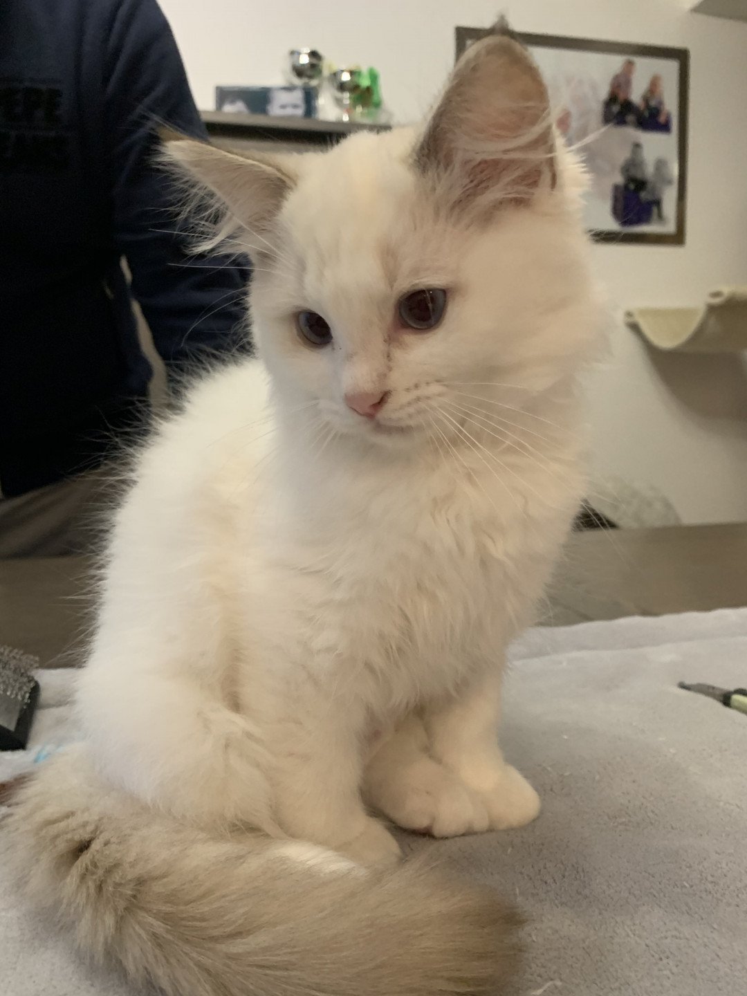Chaton Ragdoll D - Phelia ❤ Oust 2020 Les Ragdolls de la Croisette
