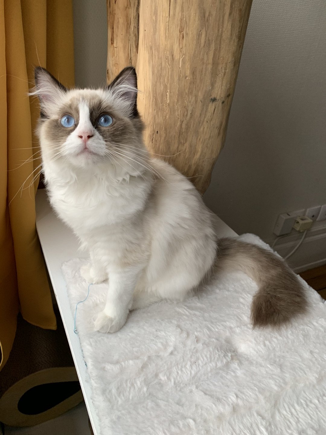 Chaton Ragdoll D - Phelia ❤ Oust 2020 Les Ragdolls de la Croisette
