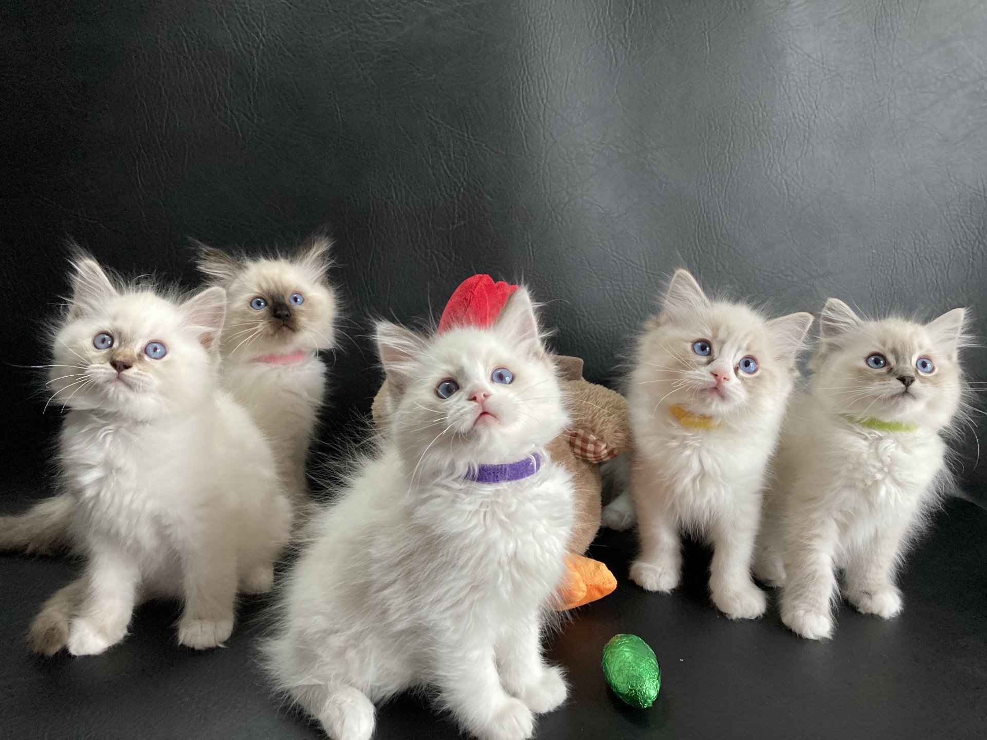 Port e E Phelia Oust 2021 Phelia Ragdoll Seal Tabby Point Bicolor 