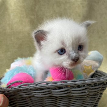 chaton Ragdoll Les Ragdolls de la Croisette chaton Ragdoll Les Ragdolls de la Croisette