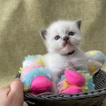 chaton Ragdoll Les Ragdolls de la Croisette chaton Ragdoll Les Ragdolls de la Croisette
