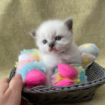 chaton Ragdoll Les Ragdolls de la Croisette