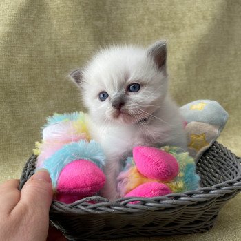 chaton Ragdoll Noir Les Ragdolls de la Croisette chaton Ragdoll Noir Les Ragdolls de la Croisette