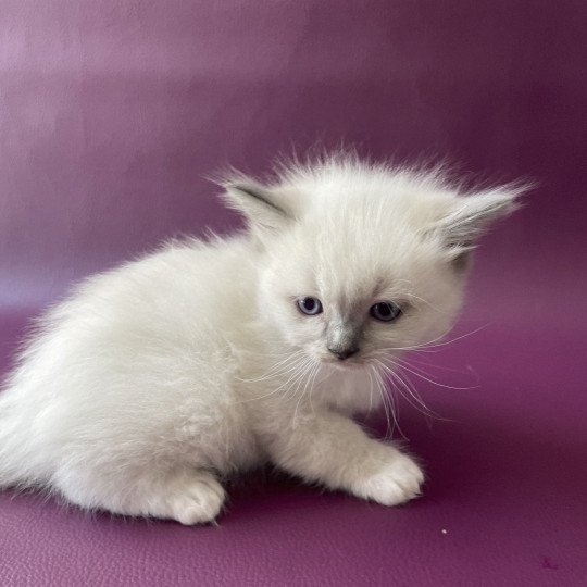 chaton Ragdoll Télios Les Ragdolls de la Croisette