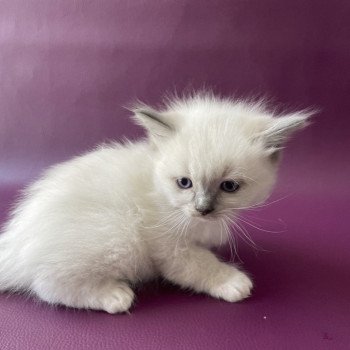 chaton Ragdoll Télios Les Ragdolls de la Croisette chaton Ragdoll Télios Les Ragdolls de la Croisette