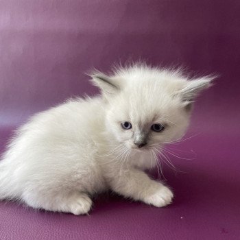 chaton Ragdoll Télios Les Ragdolls de la Croisette