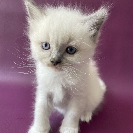 chaton Ragdoll Télios Les Ragdolls de la Croisette